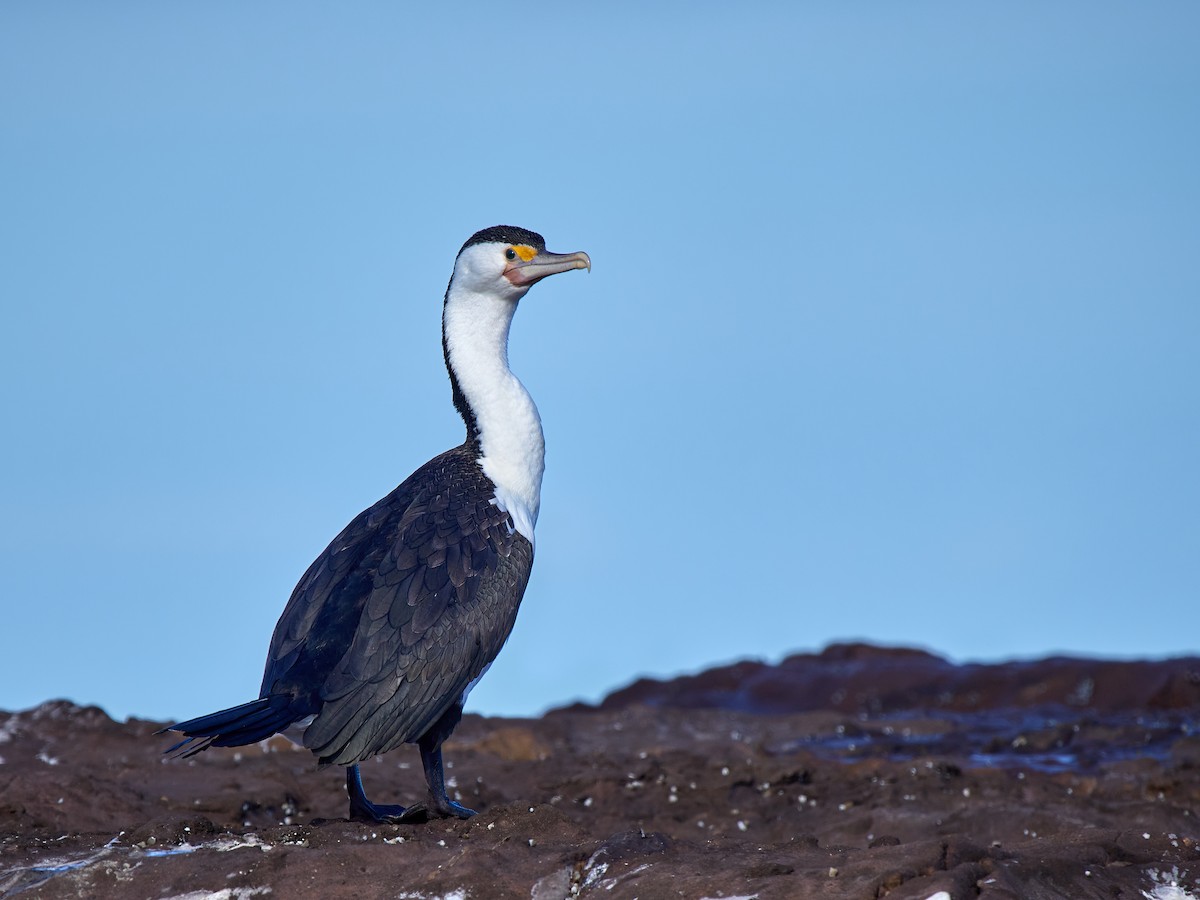 Pied Cormorant - ML644509313
