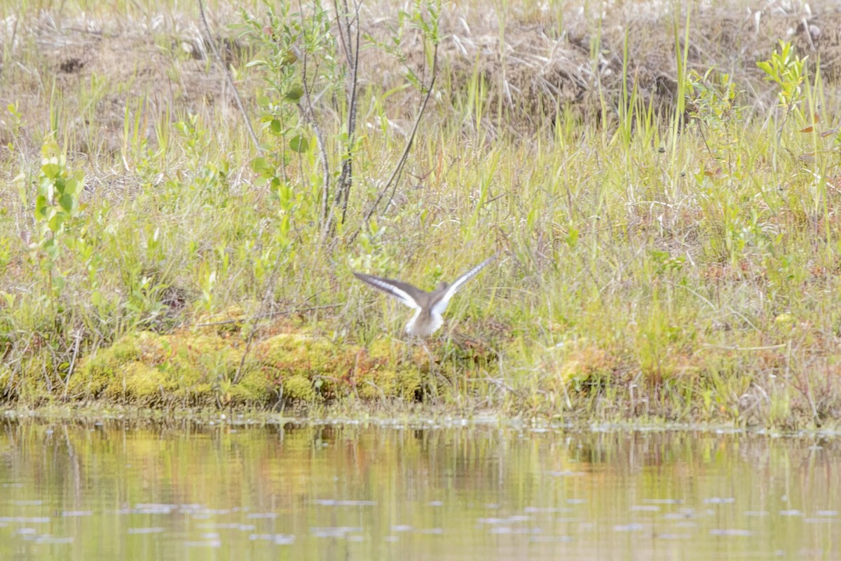 イソシギ - ML644509316