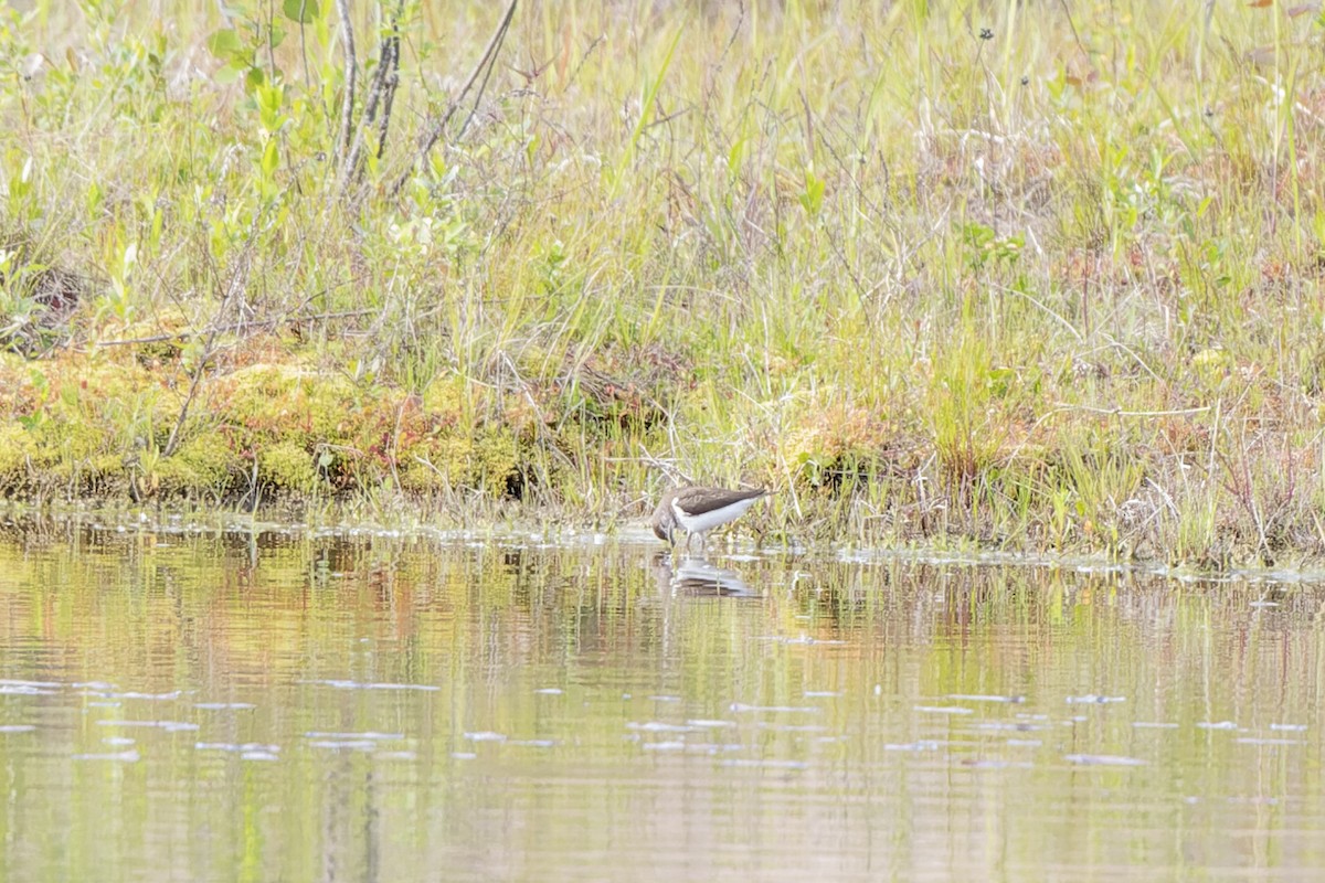 イソシギ - ML644509317