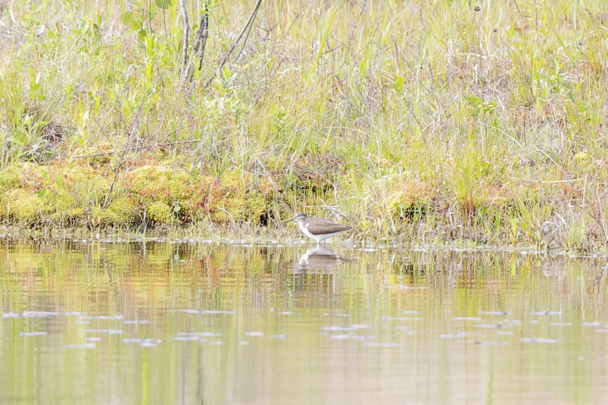 イソシギ - ML644509318