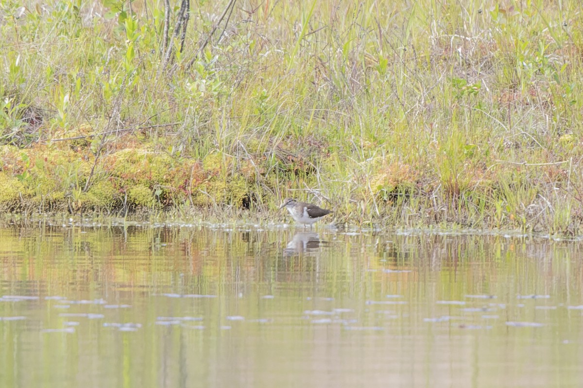 イソシギ - ML644509319