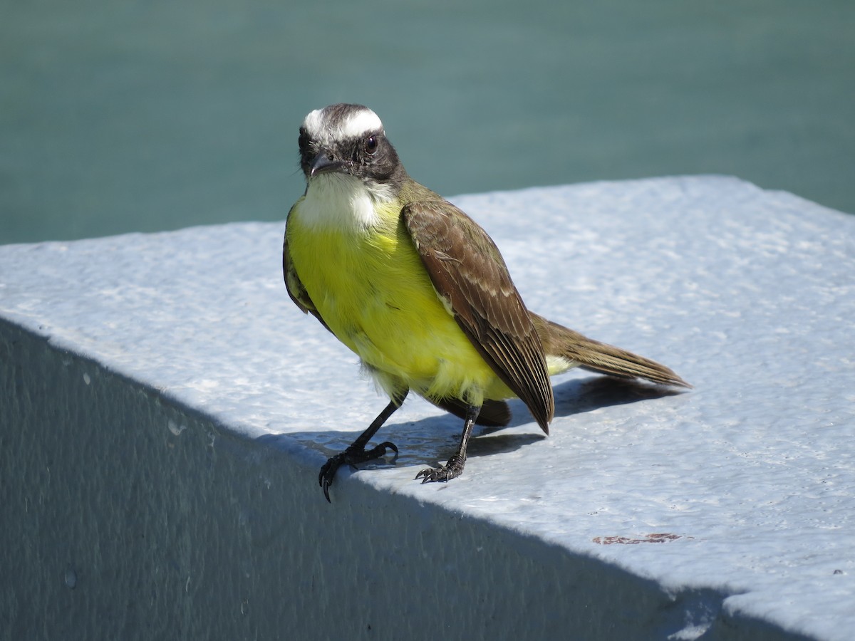 Social Flycatcher - ML644509320