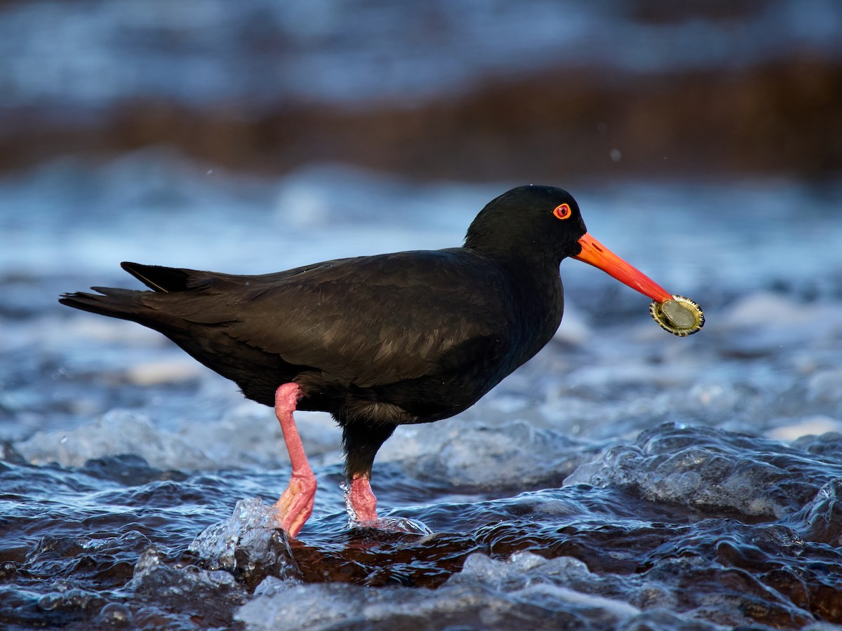 オーストラリアクロミヤコドリ - ML644509329