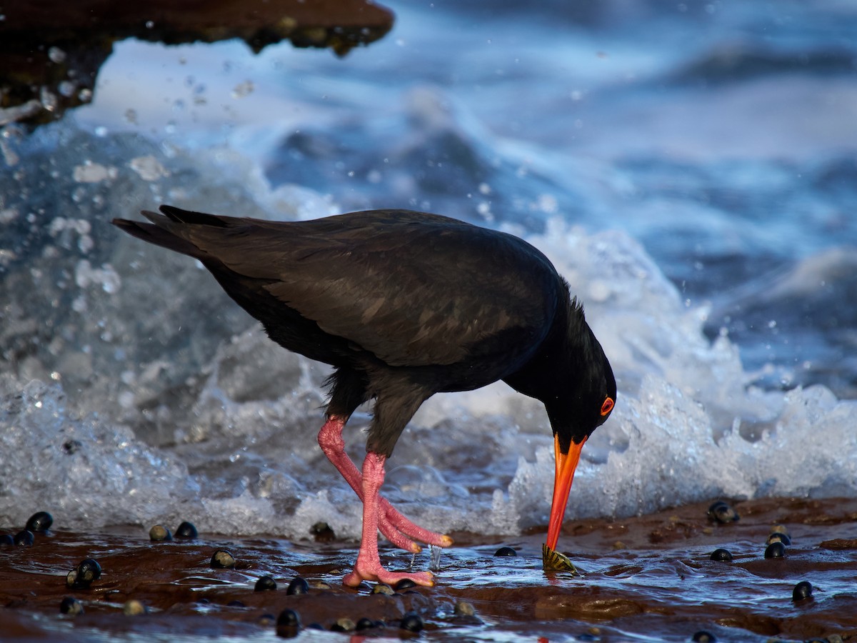 オーストラリアクロミヤコドリ - ML644509330