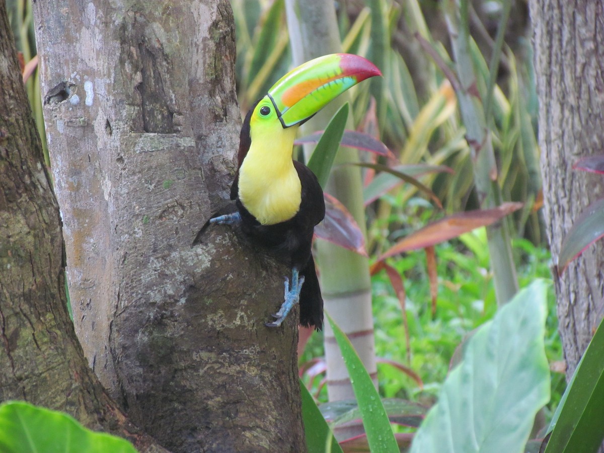 Keel-billed Toucan - ML644509338