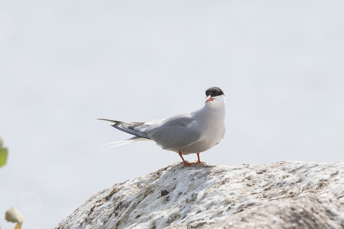 שחפית ים - ML644509342