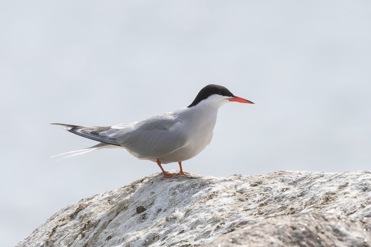 שחפית ים - ML644509343