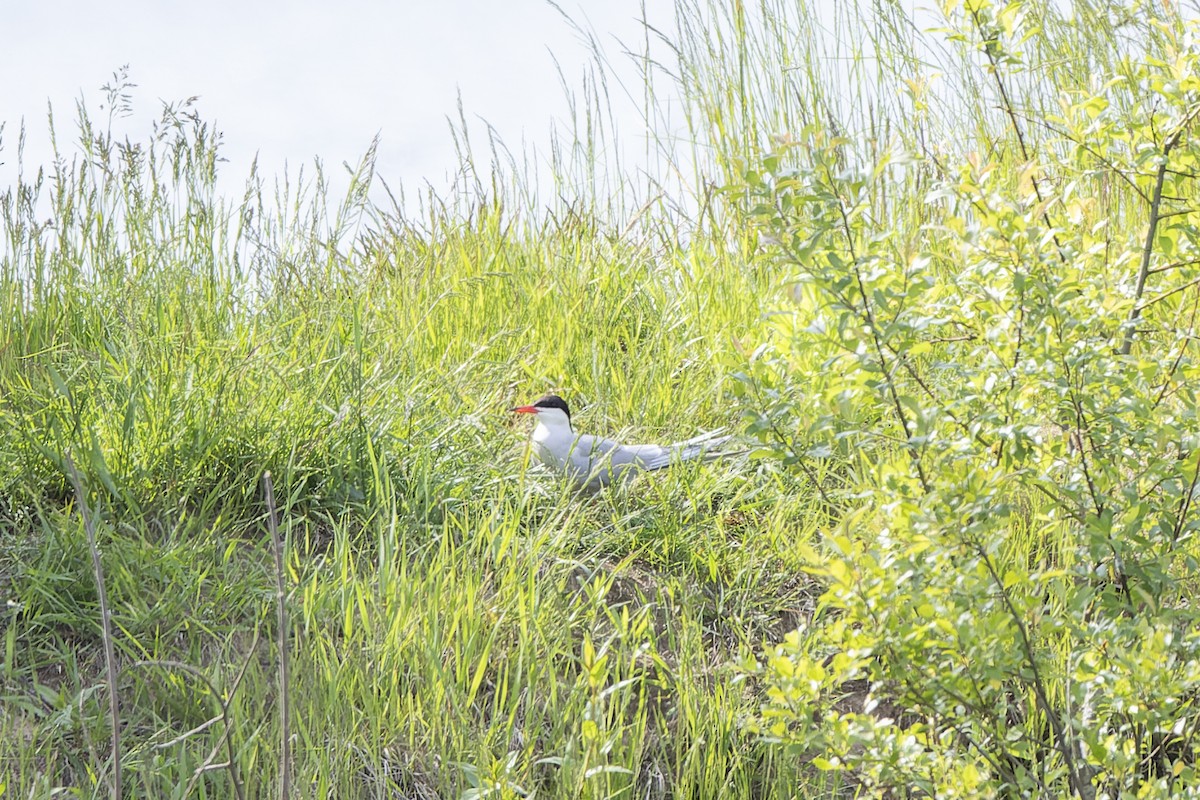 שחפית ים - ML644509344