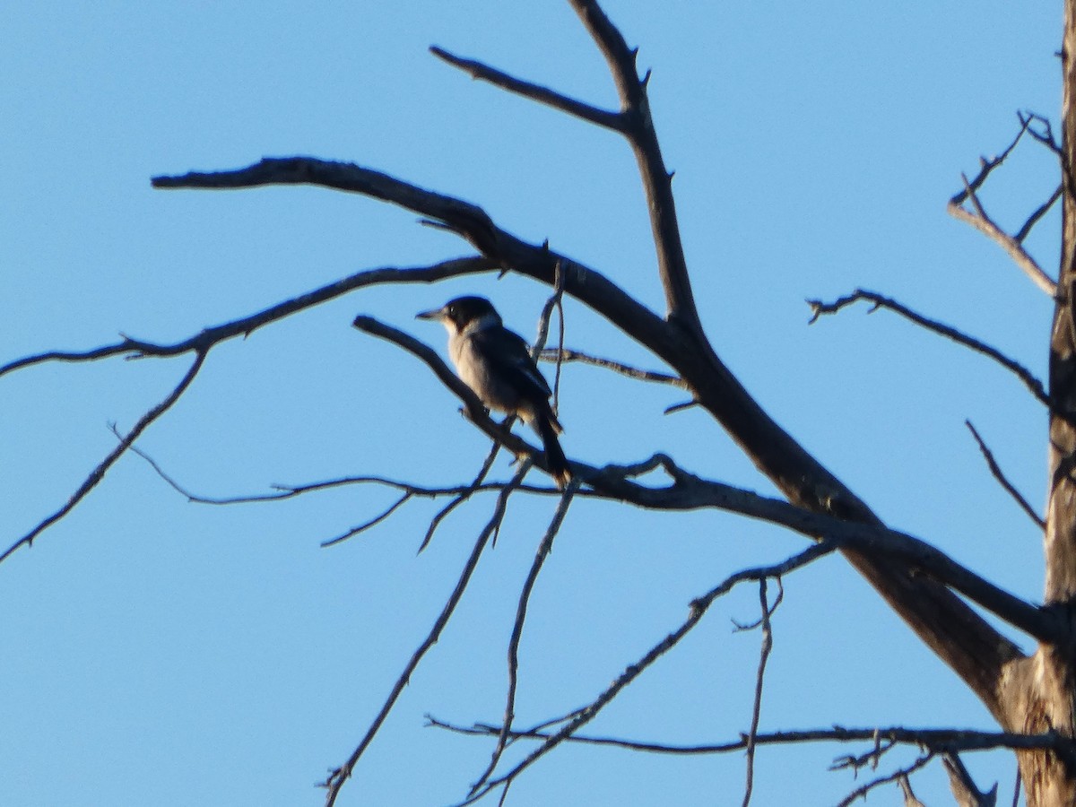 ハイイロモズガラス - ML644509346