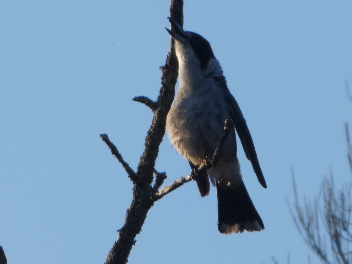 ハイイロモズガラス - ML644509347