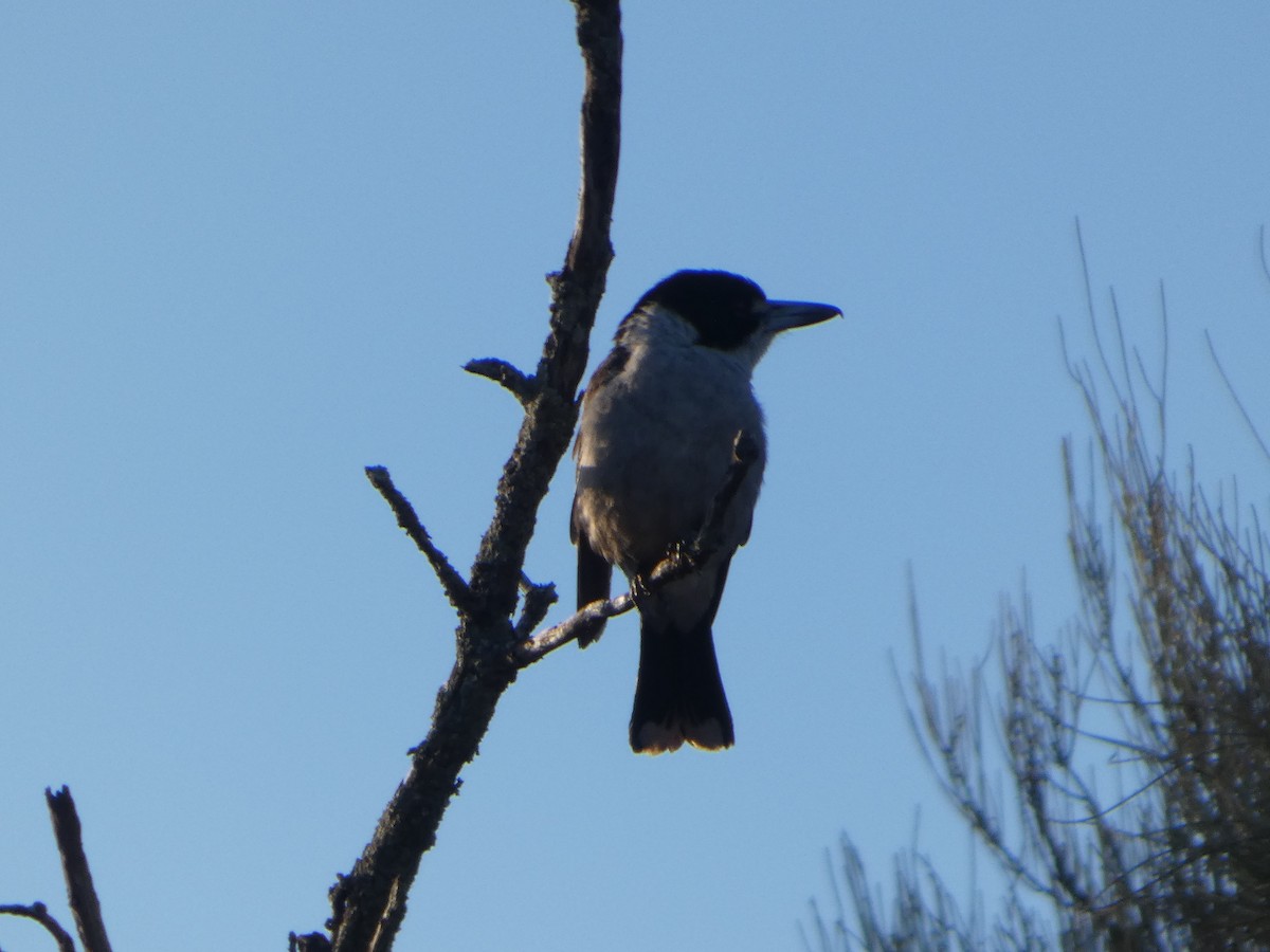 ハイイロモズガラス - ML644509349