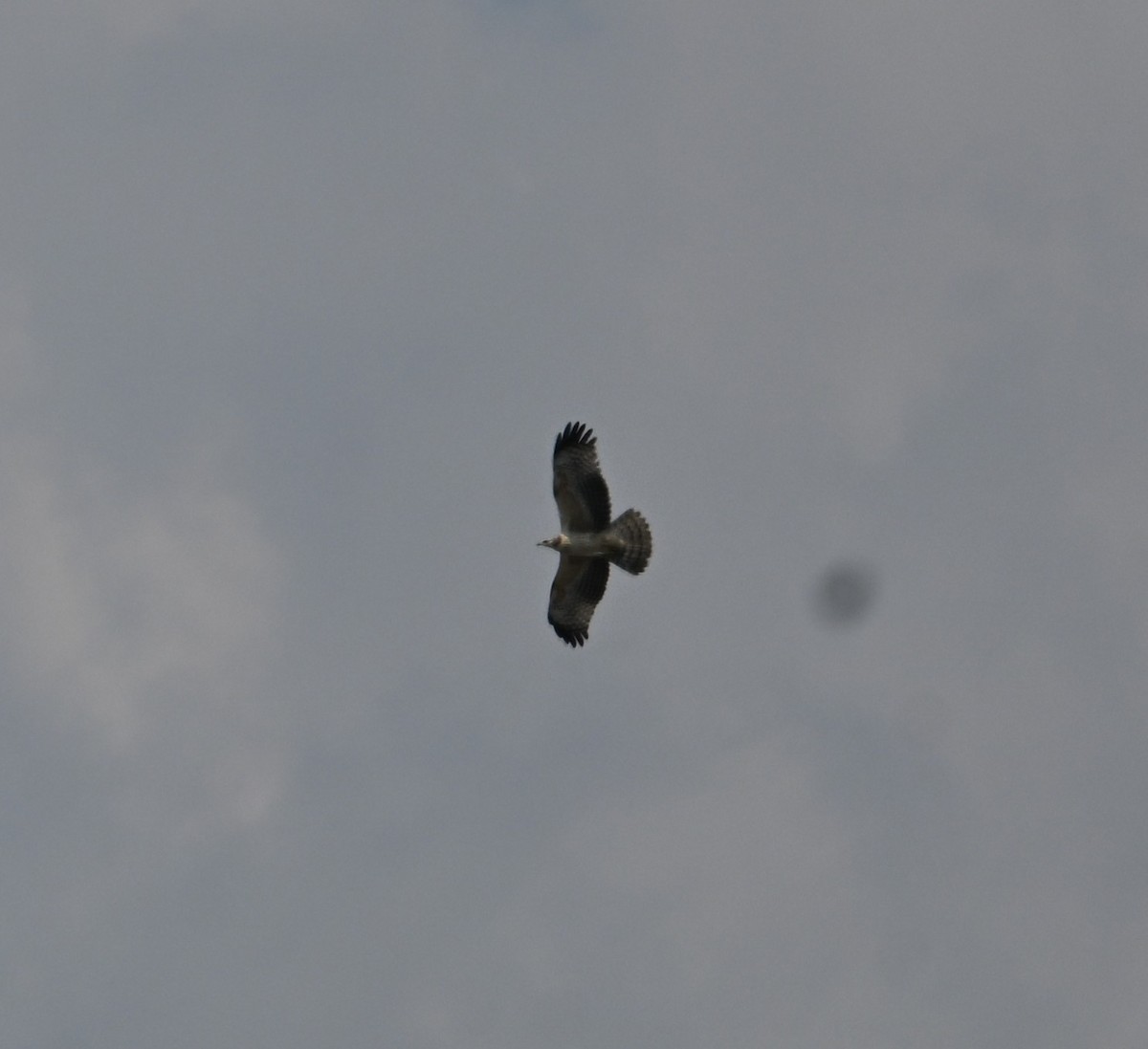 orel bělobřichý - ML644509357