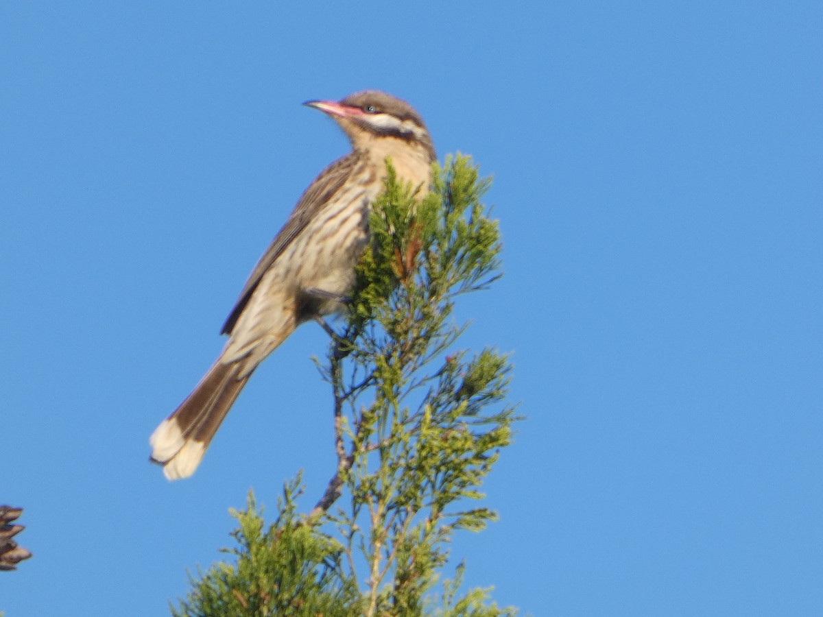 Diken Yanaklı Balkuşu - ML644509368