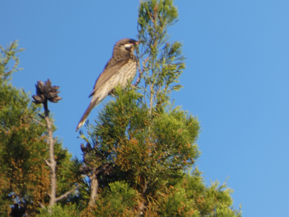 Diken Yanaklı Balkuşu - ML644509369