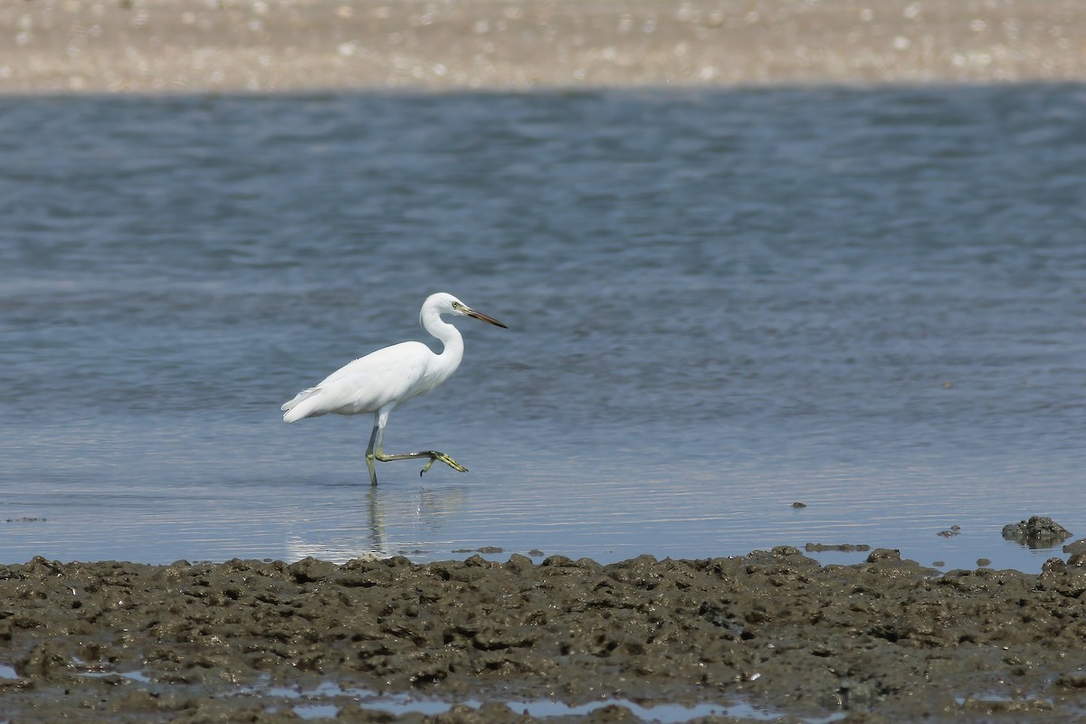 kritthegre - ML644509370