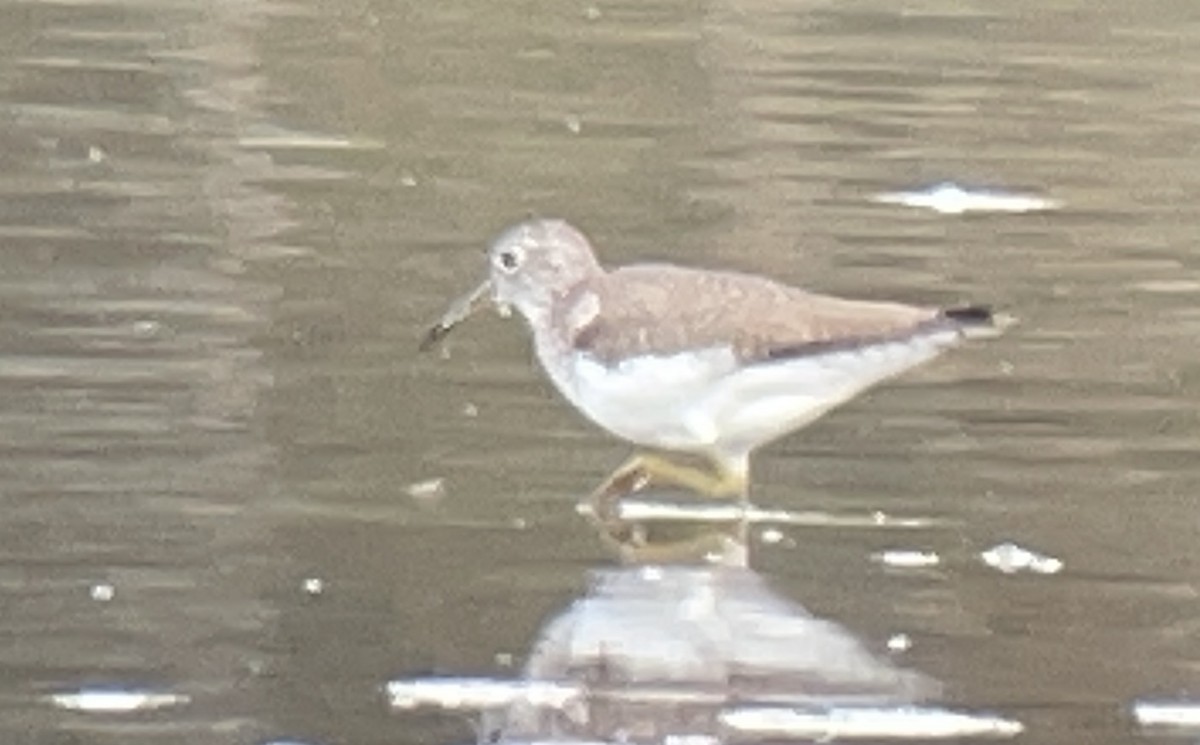 Solitary Sandpiper - ML644509372