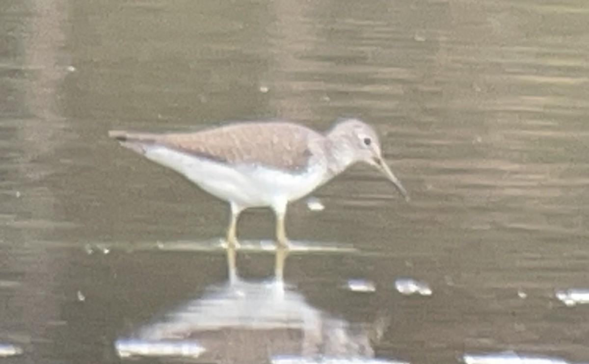Solitary Sandpiper - ML644509374