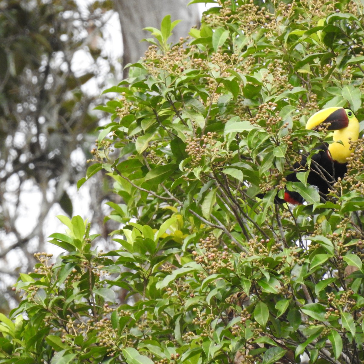 gulnebbtukan - ML644509375