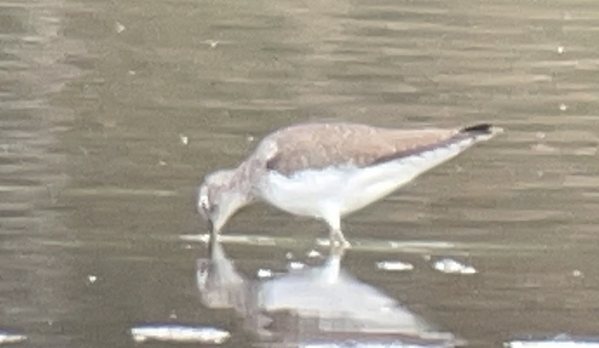 Solitary Sandpiper - ML644509376