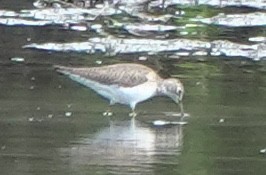 Solitary Sandpiper - ML644509377
