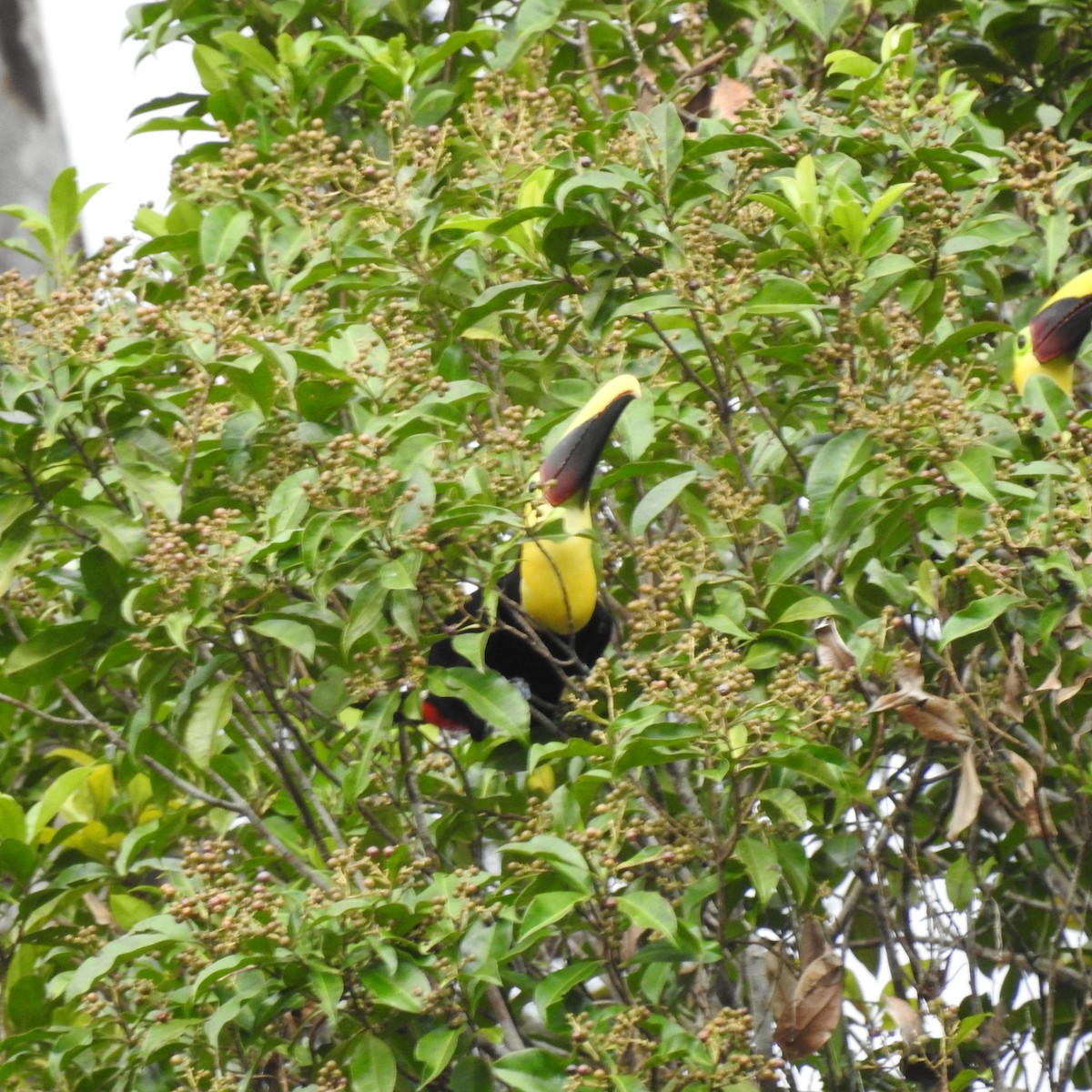 gulnebbtukan - ML644509378