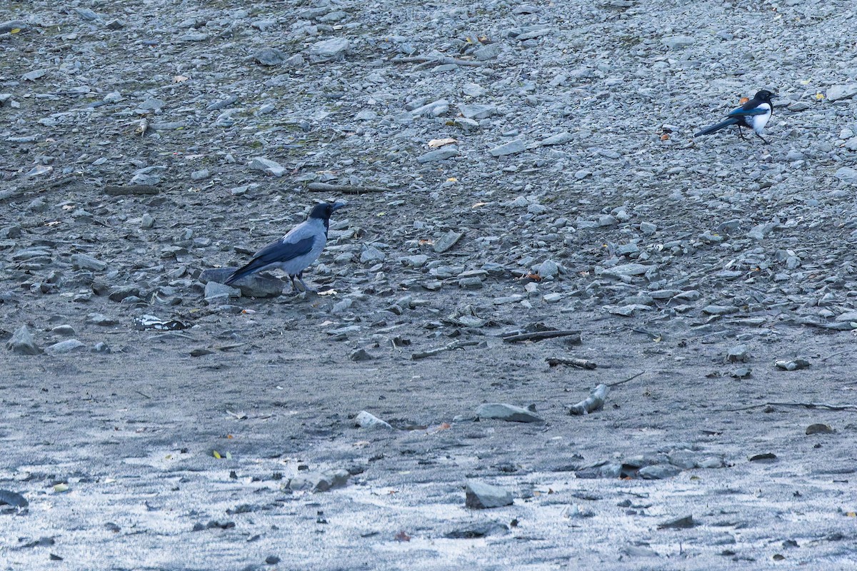 ズキンガラス - ML644509379