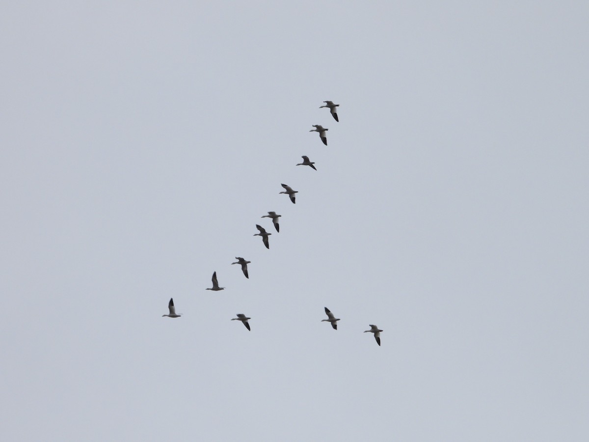 husa sněžní - ML644509392