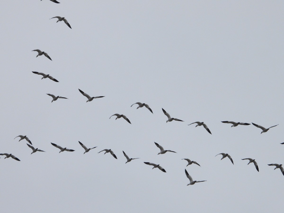 husa sněžní - ML644509393