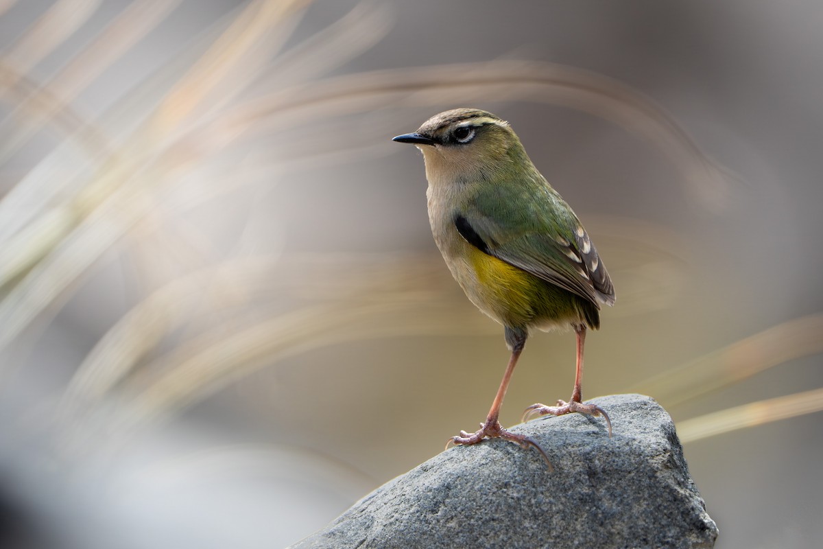 South Island Wren - ML644509404