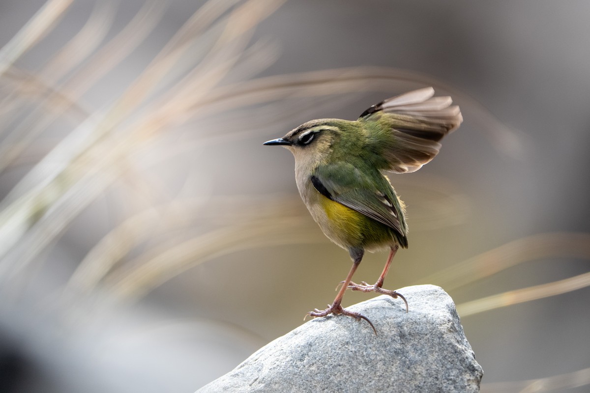 South Island Wren - ML644509405