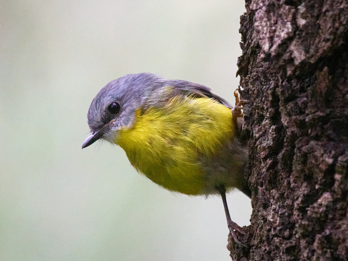 lejsčík žlutý - ML644509409