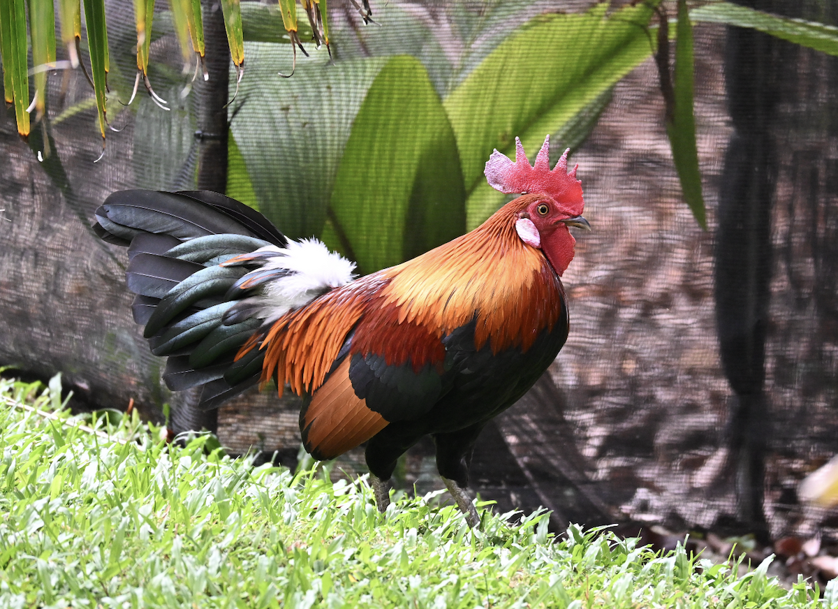 Red Junglefowl - ML644509410