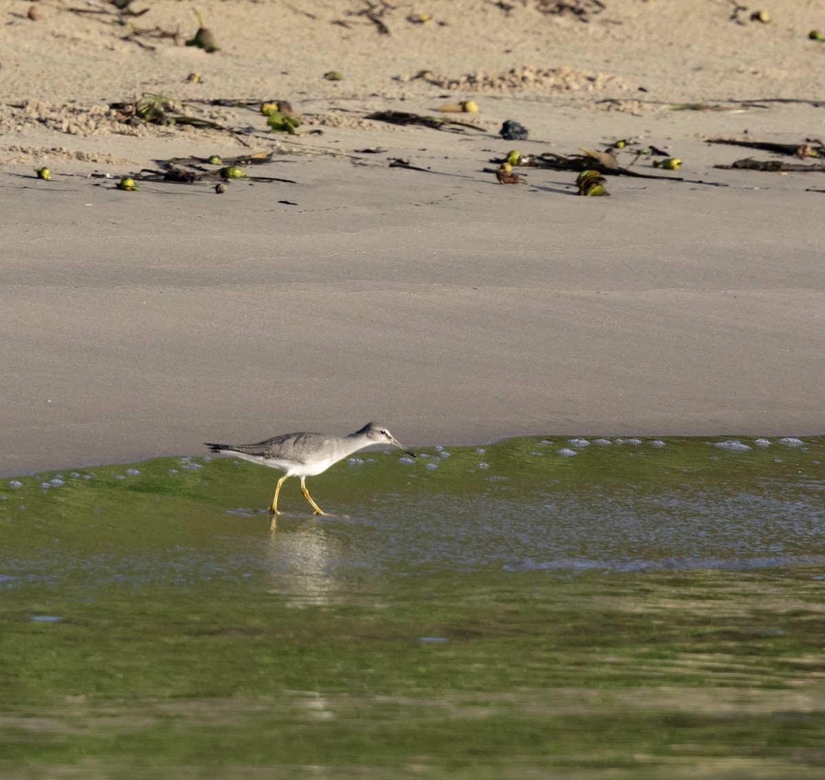Gray-tailed Tattler - ML644509412