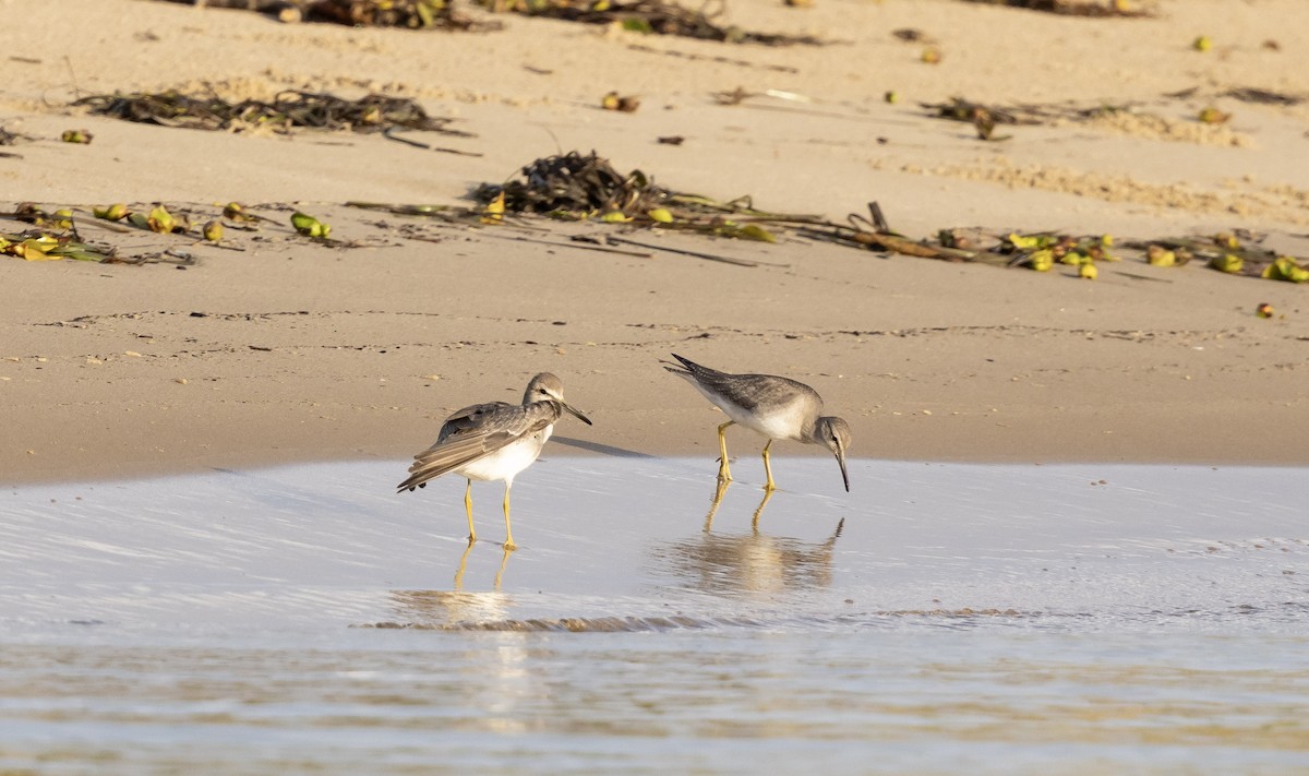 Gray-tailed Tattler - ML644509413