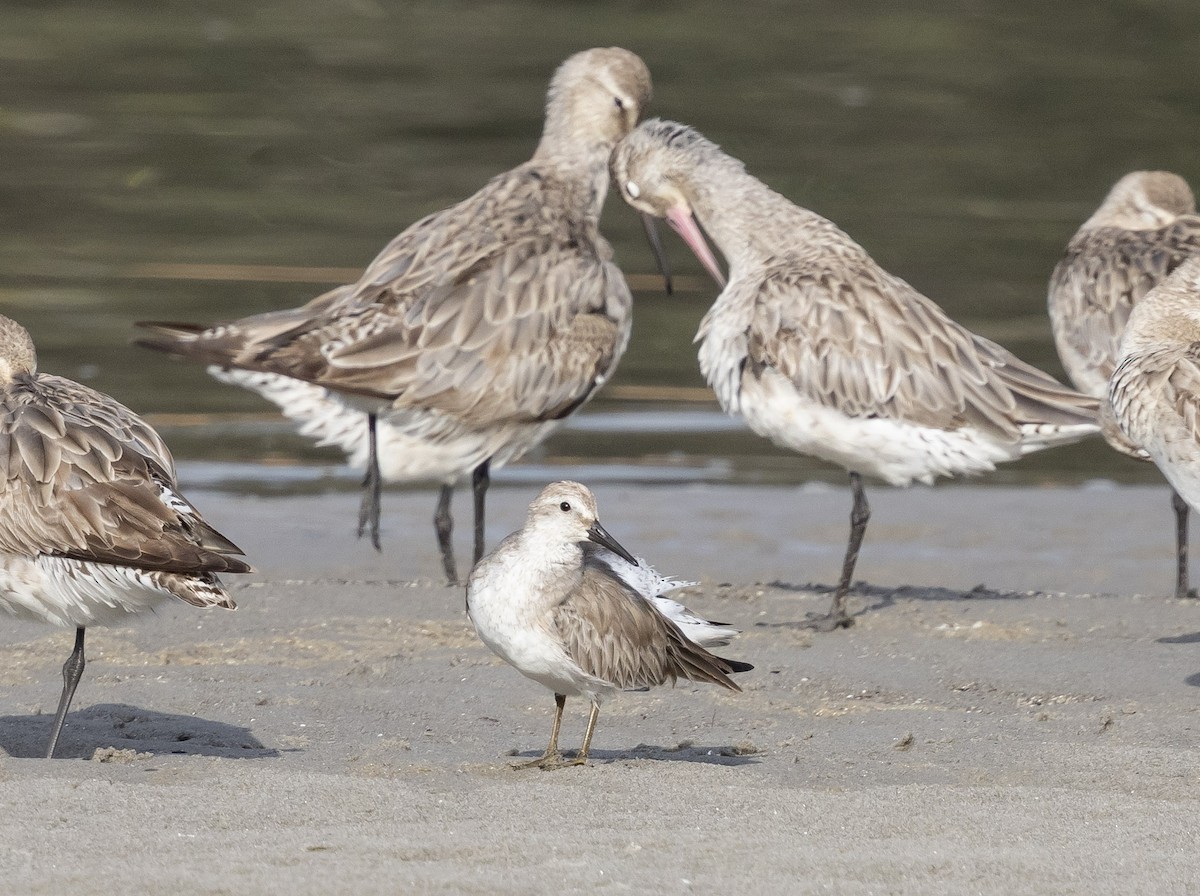 Шармаг элсэг - ML644509416