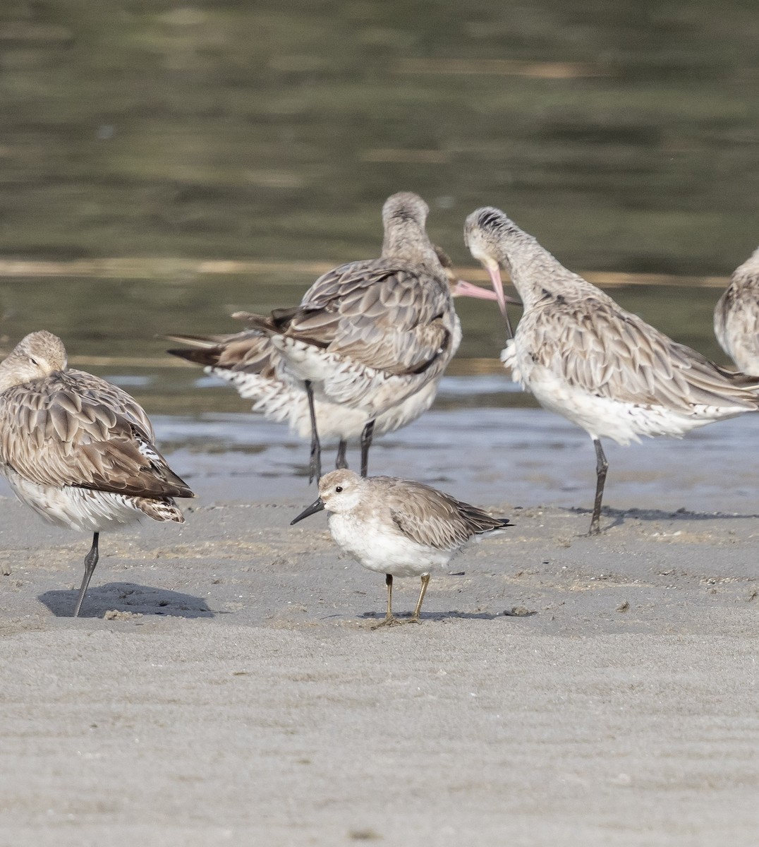 Шармаг элсэг - ML644509417