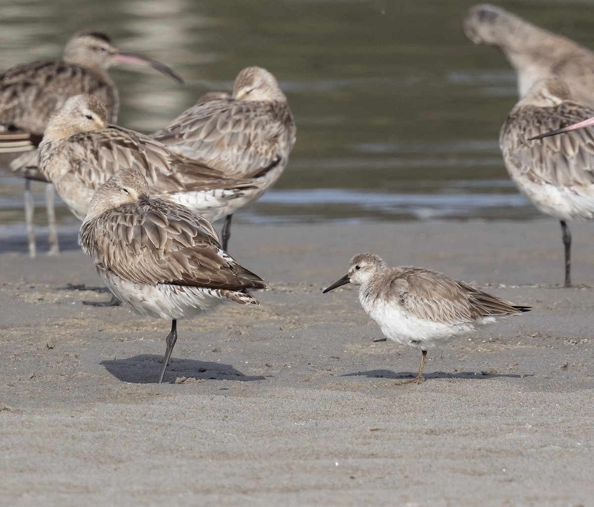 Шармаг элсэг - ML644509418