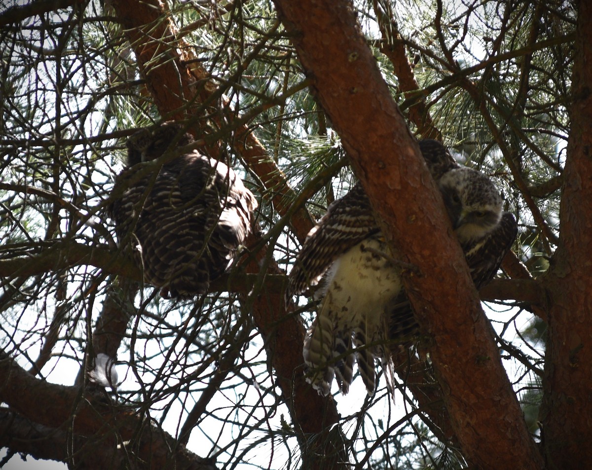 Powerful Owl - ML644509421