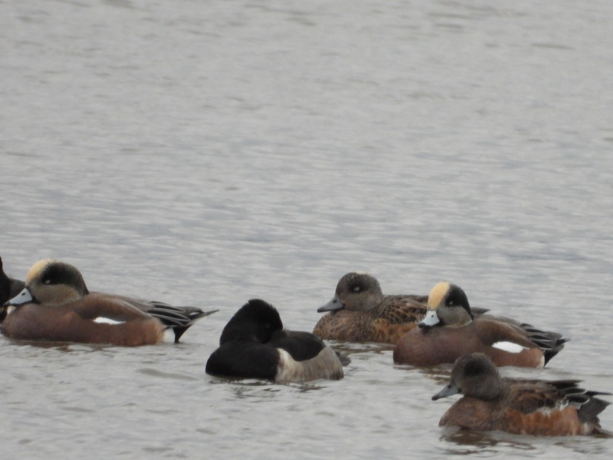 hvízdák americký - ML644509422