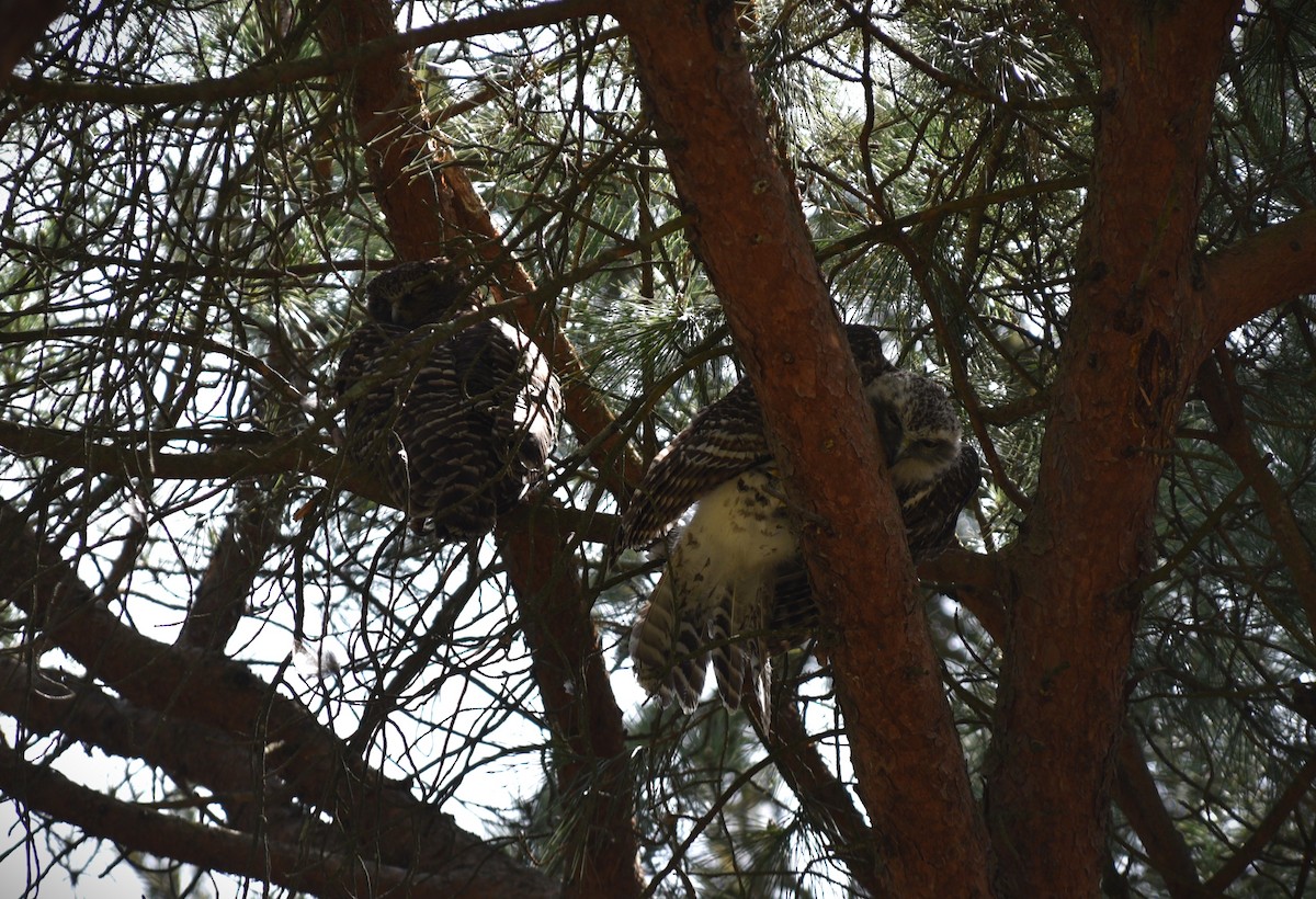 Powerful Owl - ML644509423