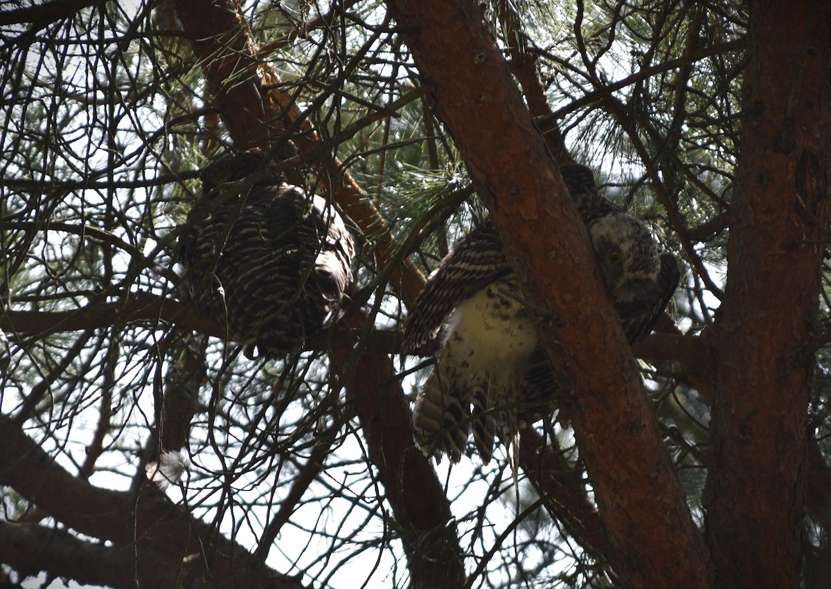 Powerful Owl - ML644509424