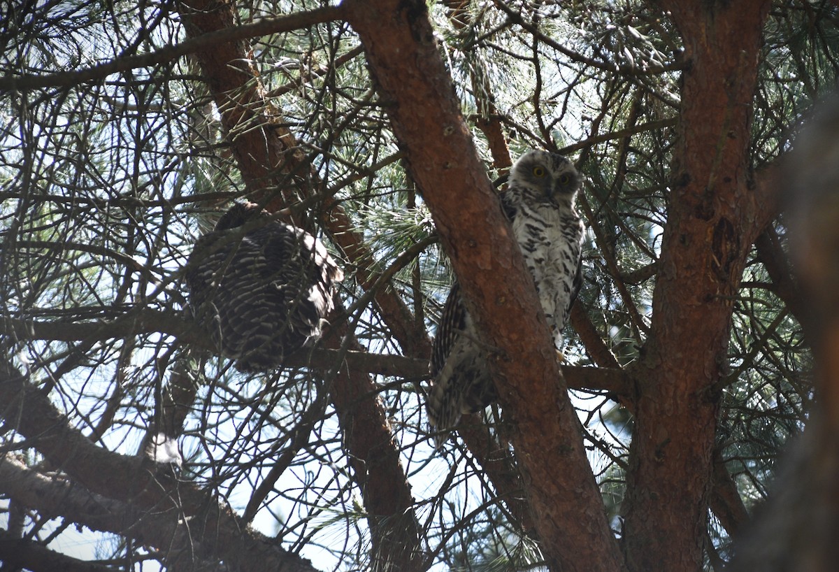 Powerful Owl - ML644509427