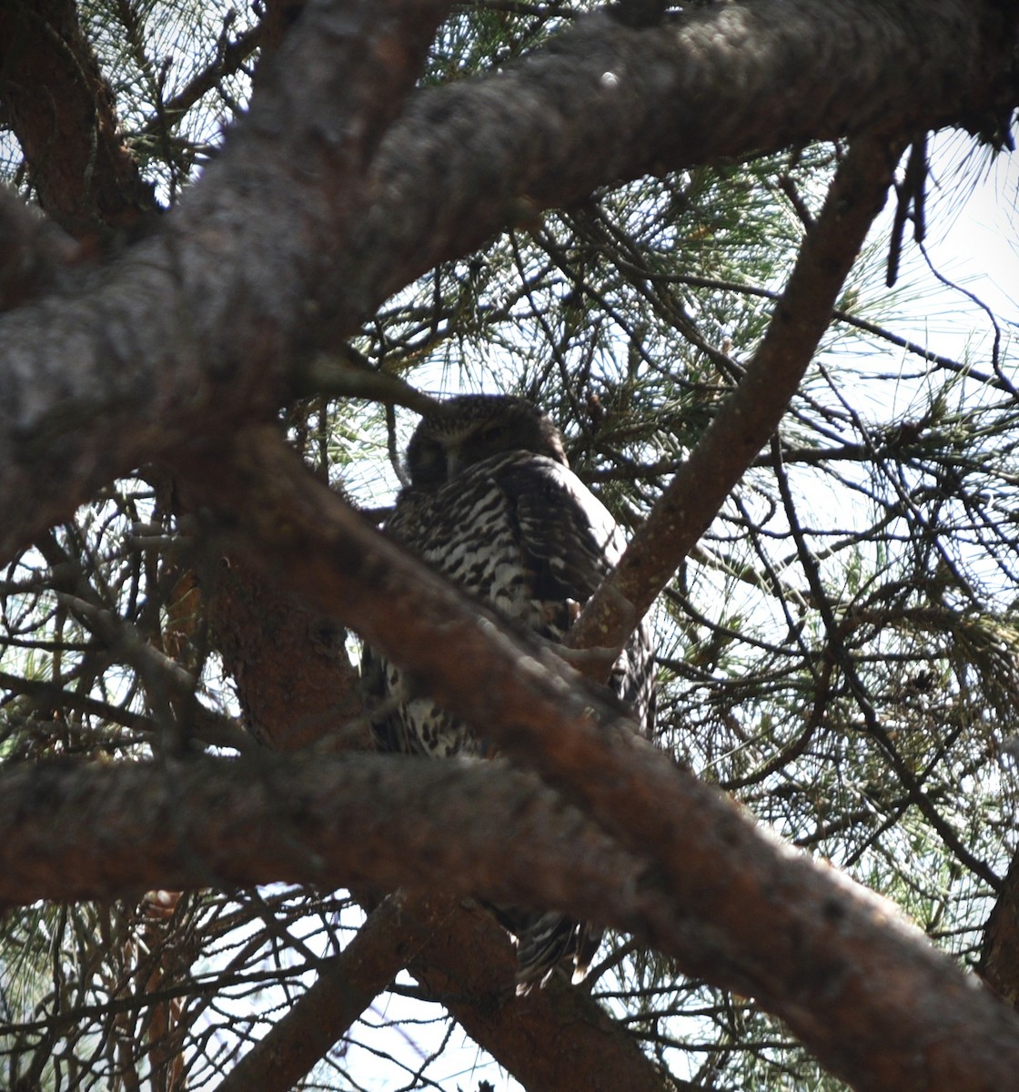 Powerful Owl - ML644509428