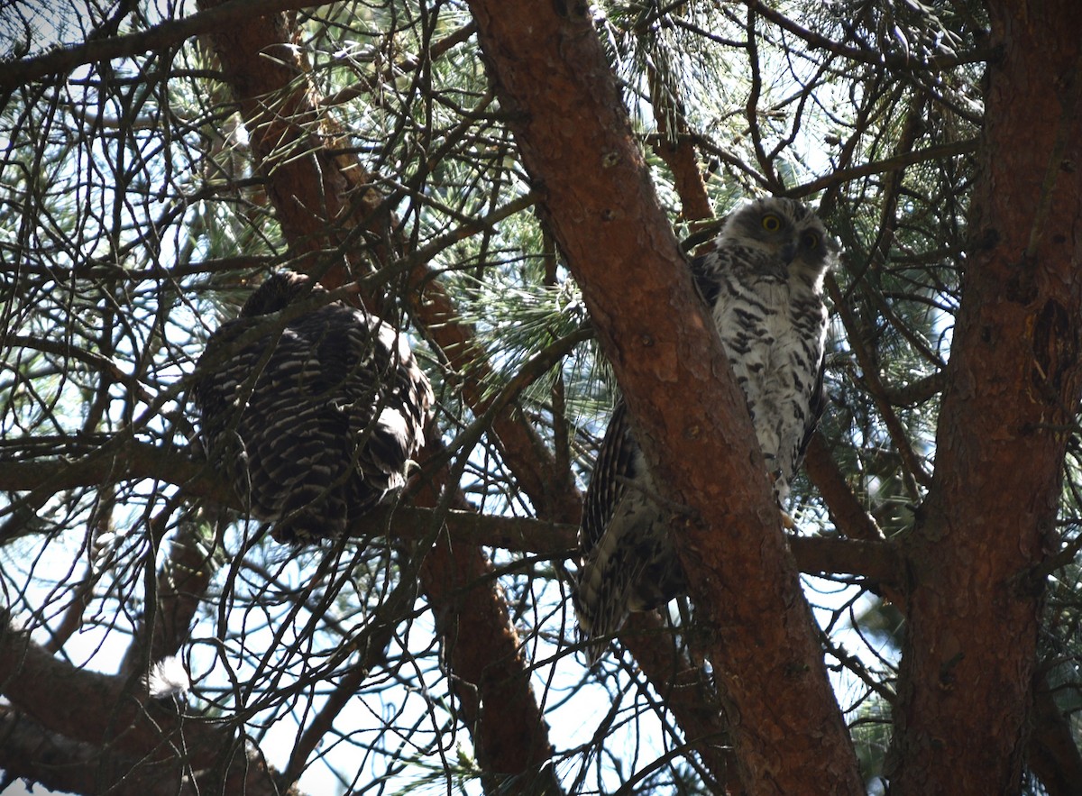 Powerful Owl - ML644509429