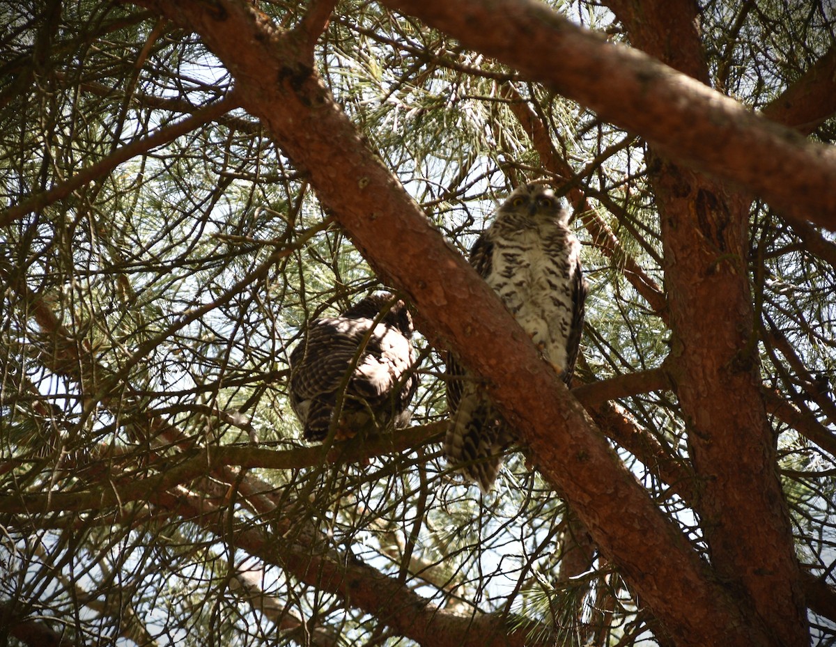 Powerful Owl - ML644509430