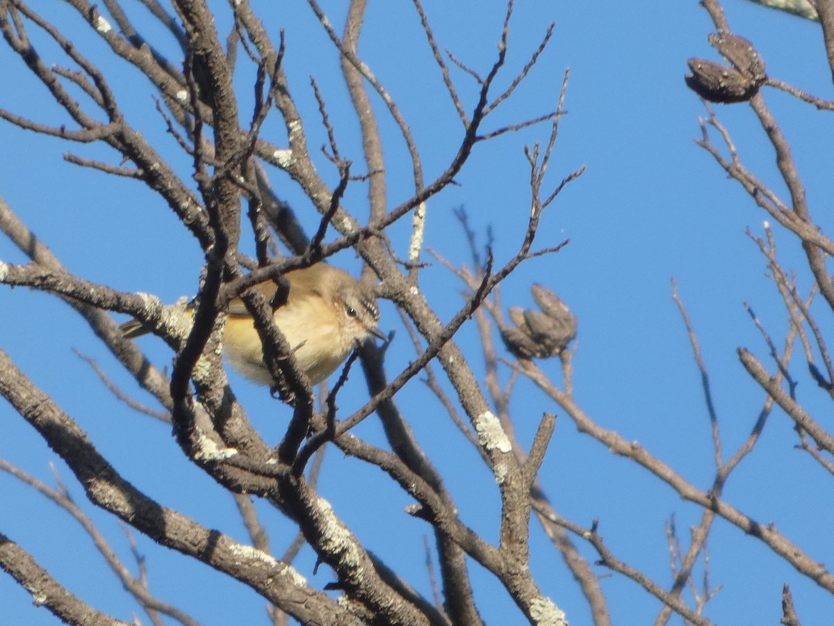 コモントゲハシムシクイ - ML644509431