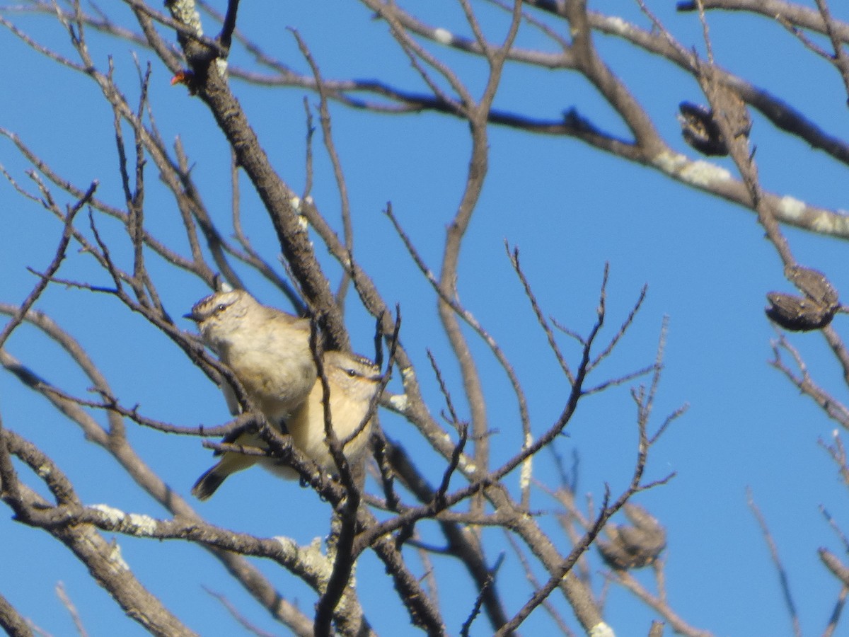 コモントゲハシムシクイ - ML644509432