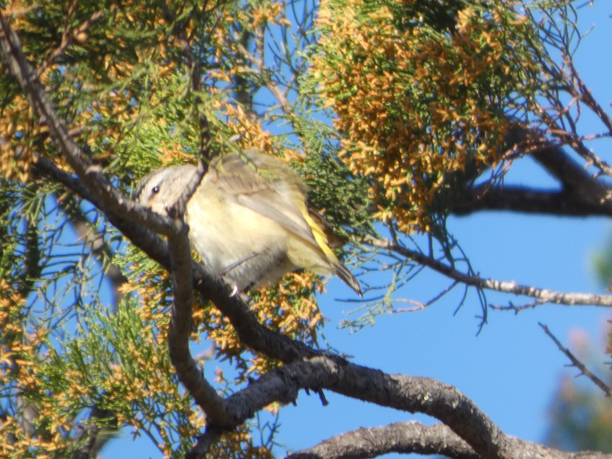 コモントゲハシムシクイ - ML644509433