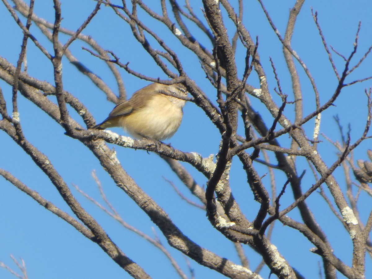 コモントゲハシムシクイ - ML644509435