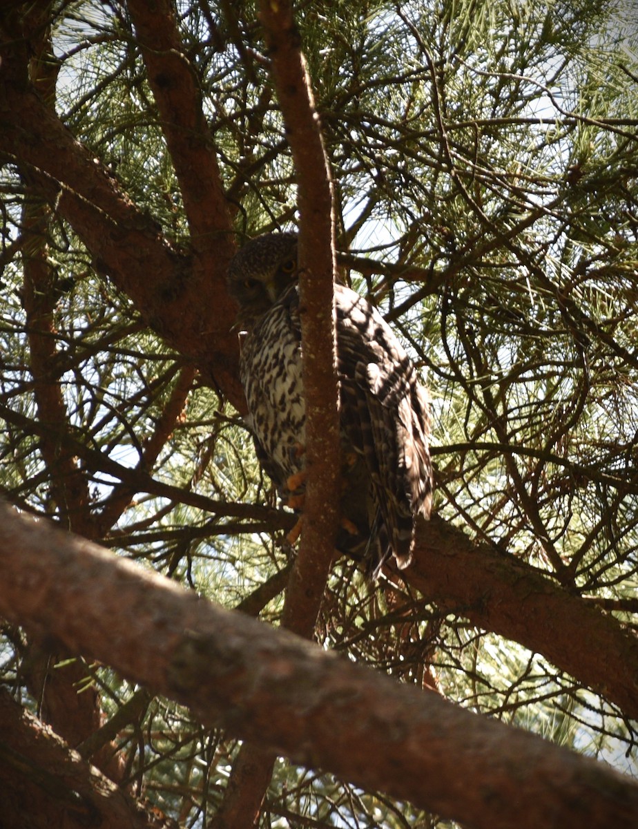 Powerful Owl - ML644509436